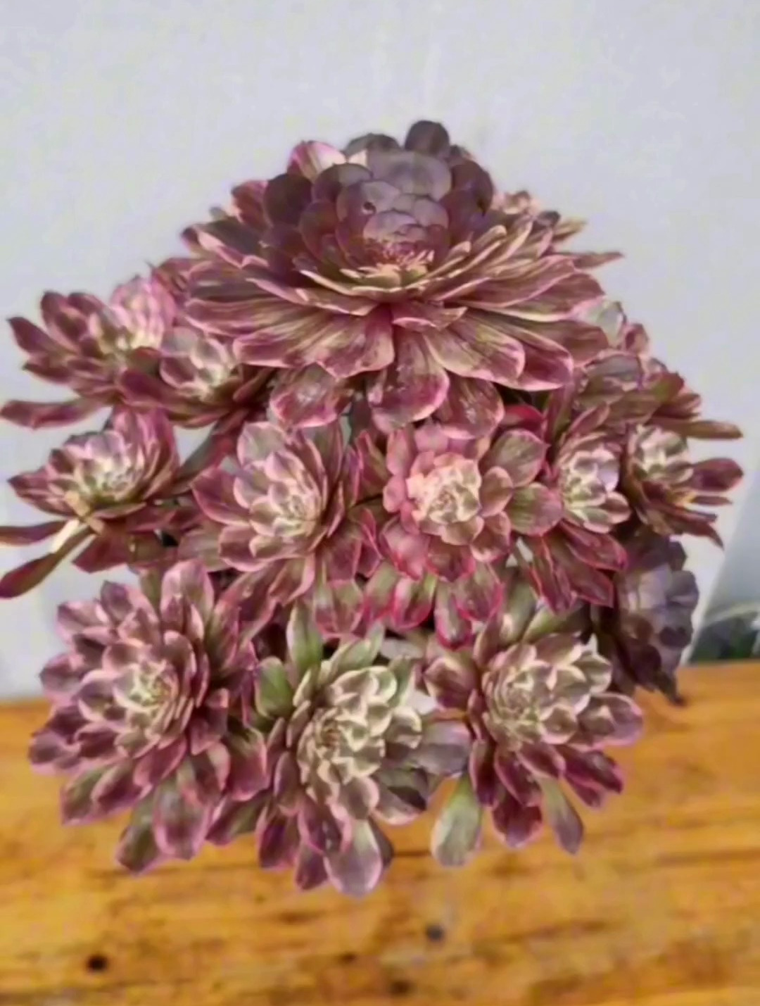 多肉水墨画——我曾经非常喜欢的一款法师!