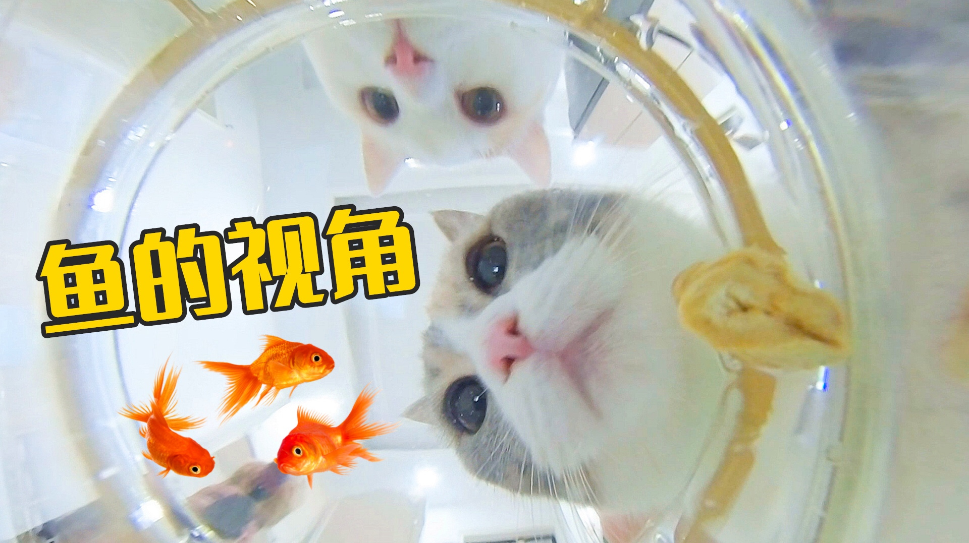 用鱼的视角去看猫会怎么样？水下看猫原来是这样子！