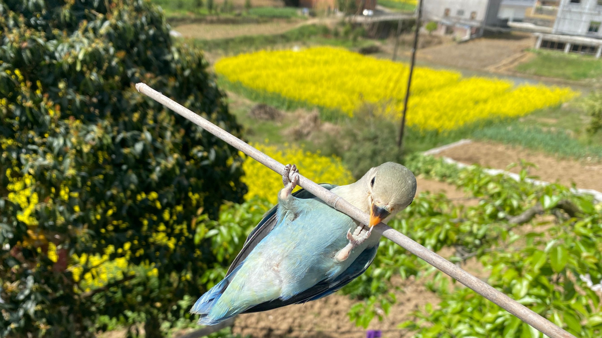 你们钓鱼,我直接钓个鸟回来了