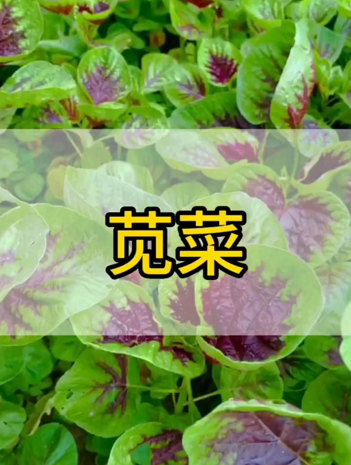 你家今年种苋菜了吗?
