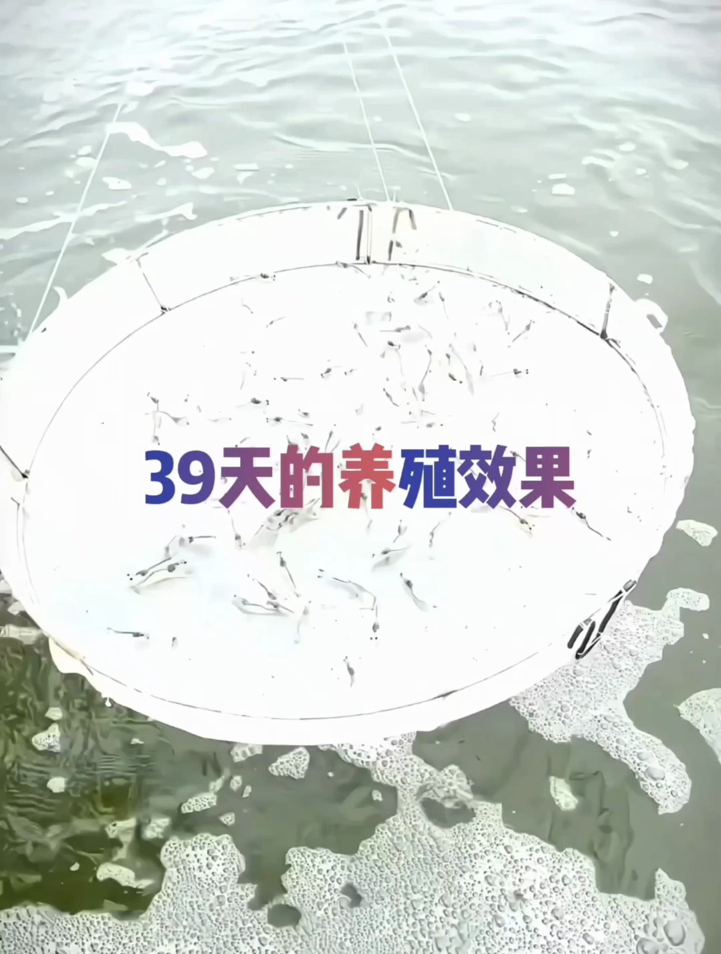太厉害了!这个39天的虾苗,生长状态十分OK!