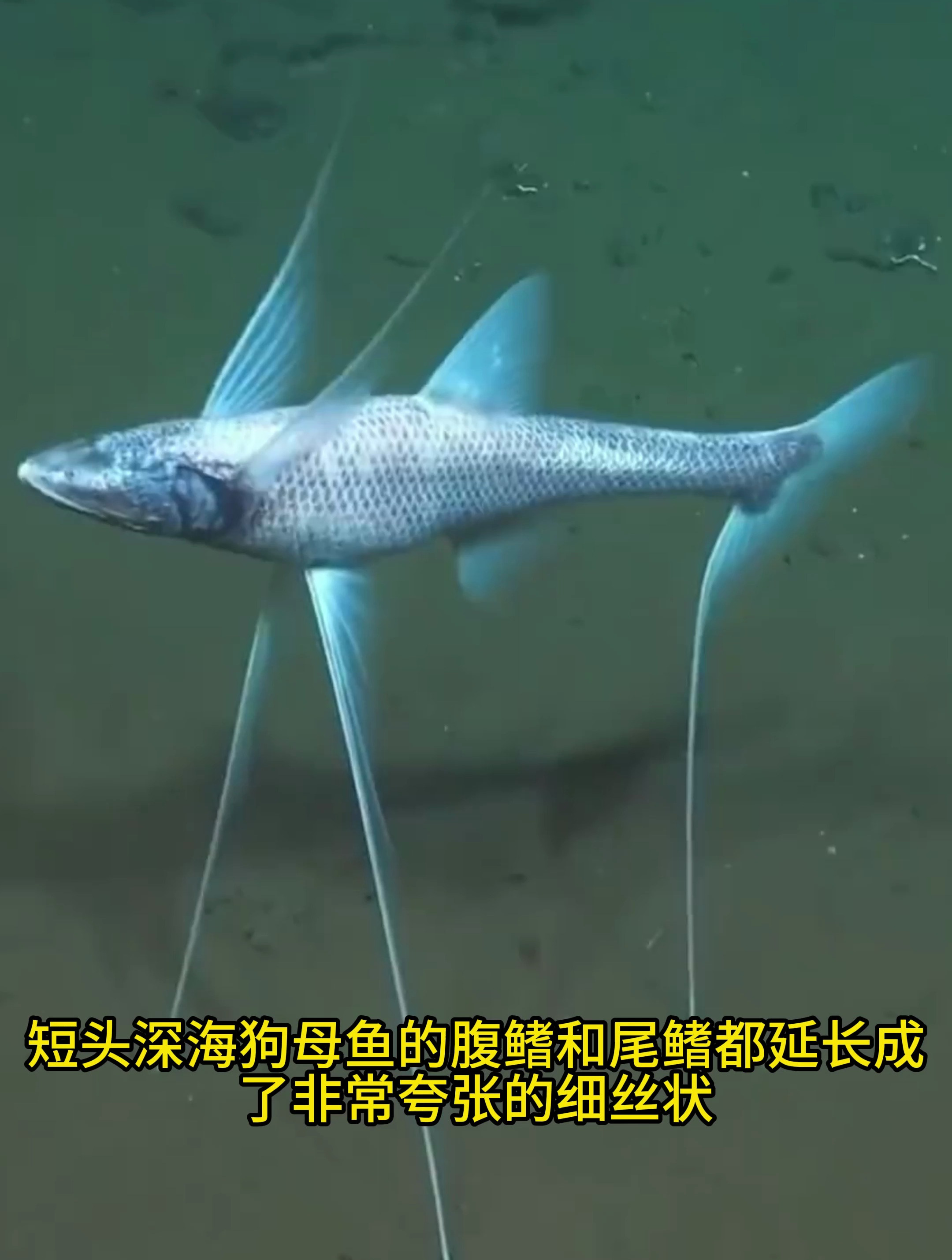 雌雄同体的三脚架鱼
