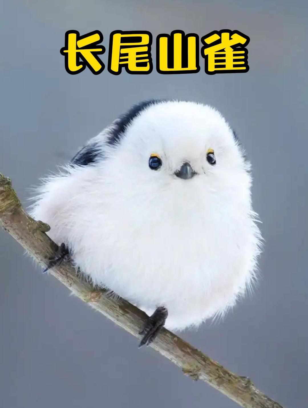 像糯米团子又像汤圆的小肥啾,萌到爆炸!