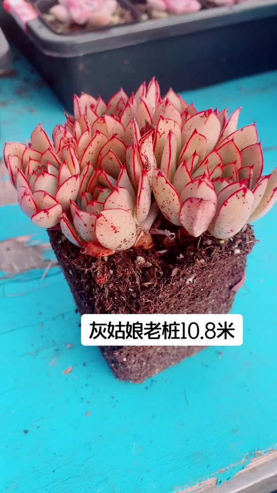 灰姑娘多肉,群生童话般的小精灵