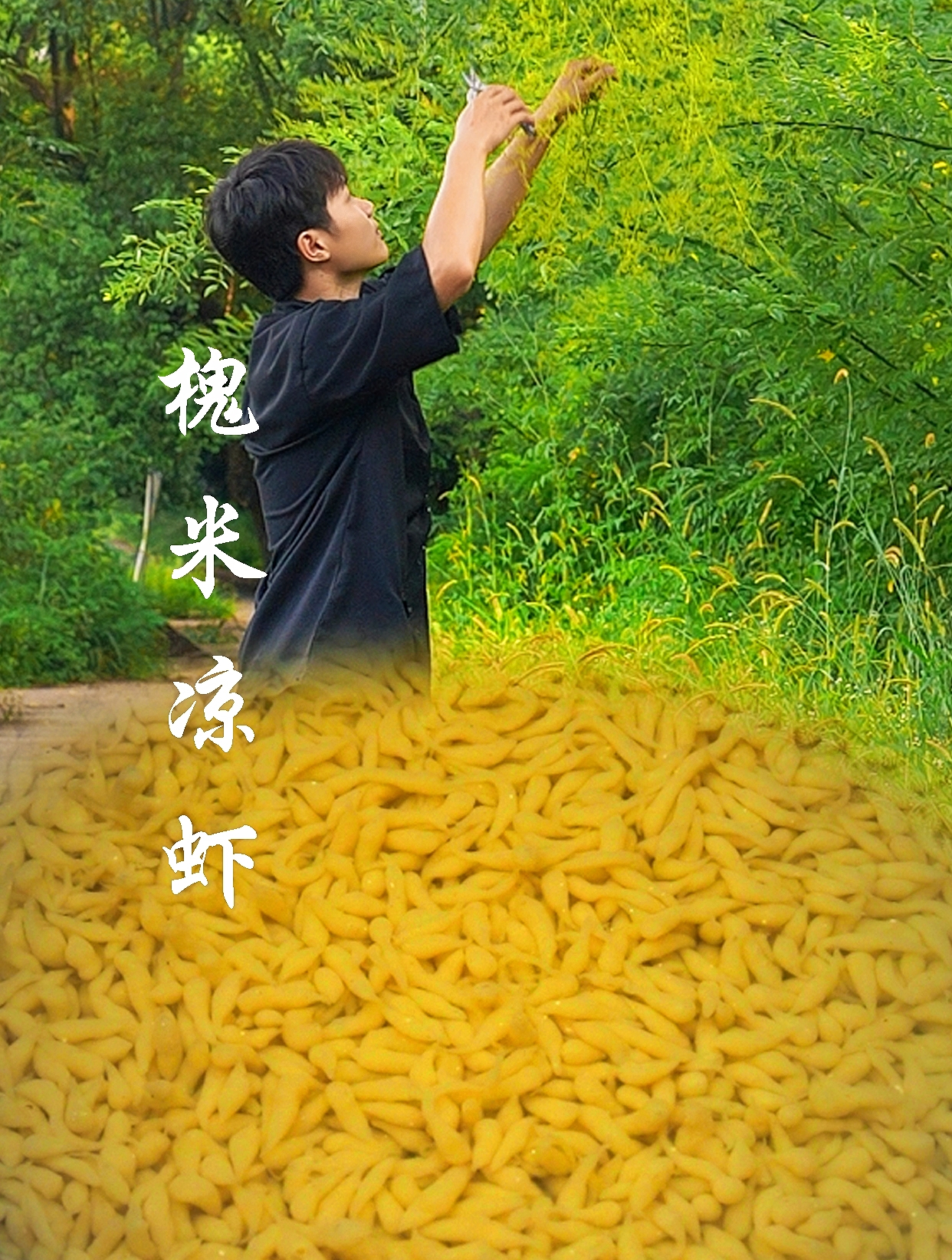槐米长出来了,摘点回来做成槐米凉虾,口感冰凉,爽滑又解暑