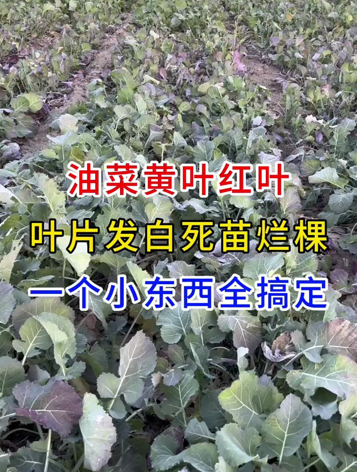 油菜黄叶红叶,叶片发白死苗烂棵,一个小东西全搞定