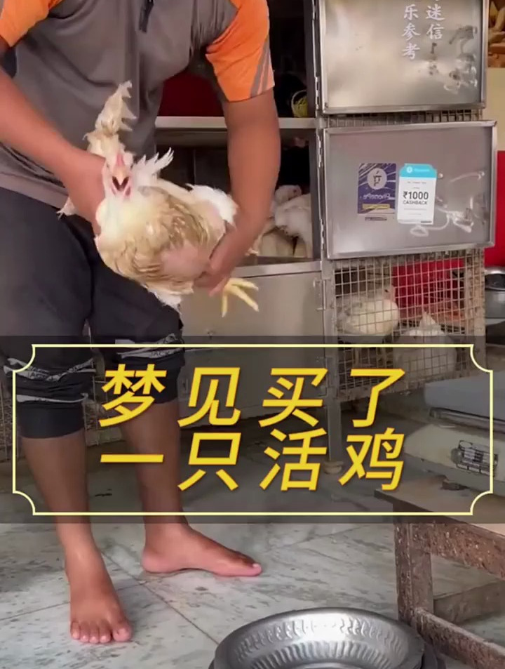 梦见买了一只活鸡 国学智慧