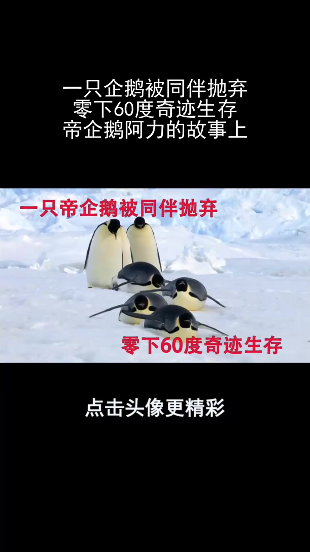 一只企鹅被同伴抛弃,零下60度奇迹生存,帝企鹅阿力的故事上