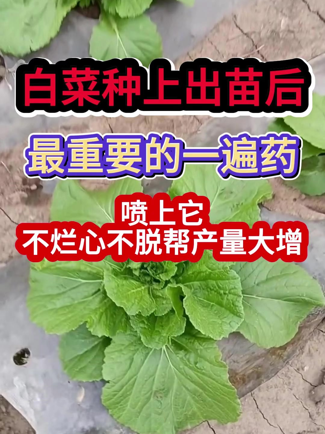 白菜种上出苗后最重要的一遍药喷上它不烂心不脱帮产量大增