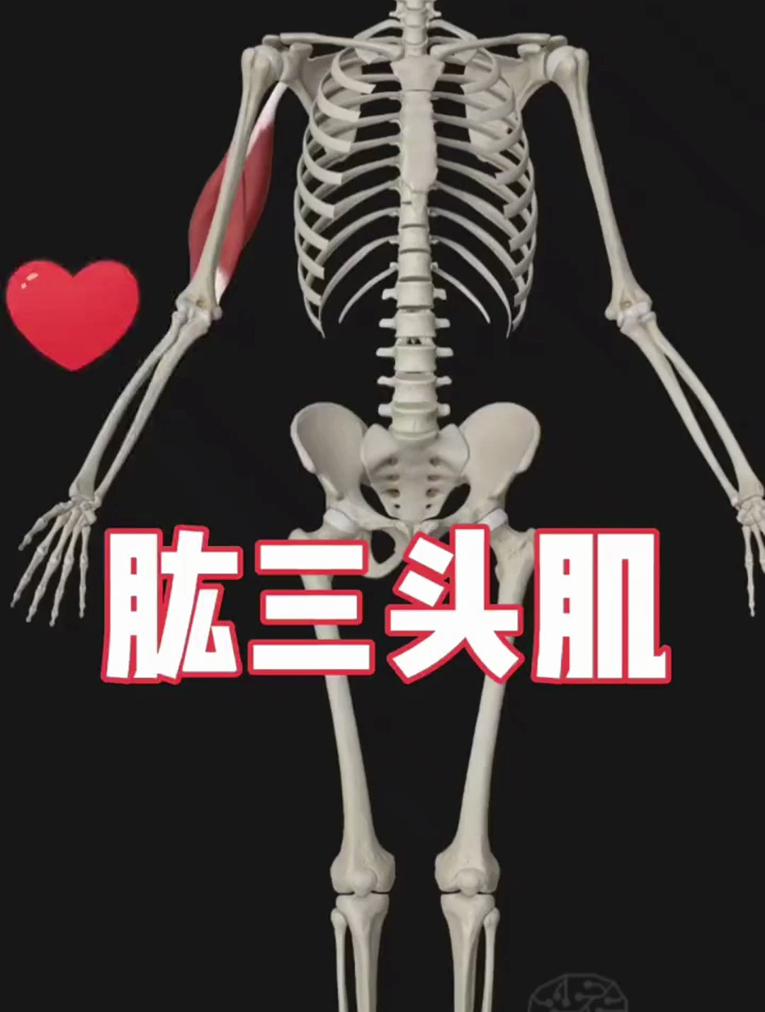 人体肌肉解读——肱三头肌