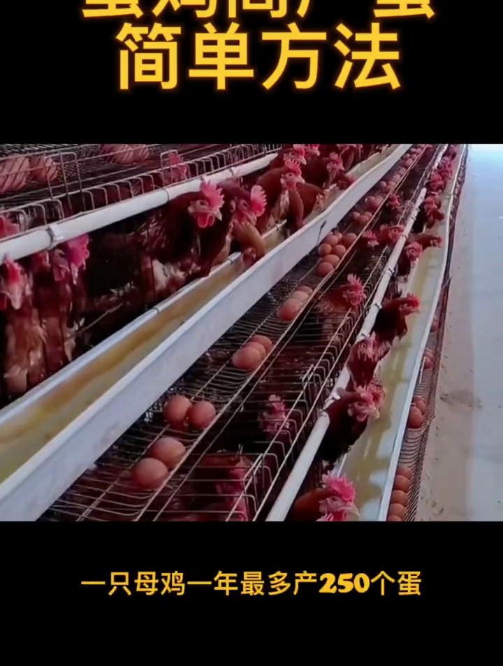 鸡产蛋率上不去?有没有试过这个方法