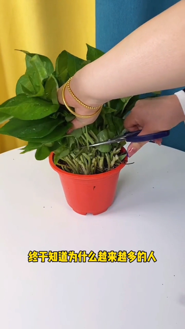 家里养一盆七叶莲又叫八方来财,寓意财运滚滚来、事业高升