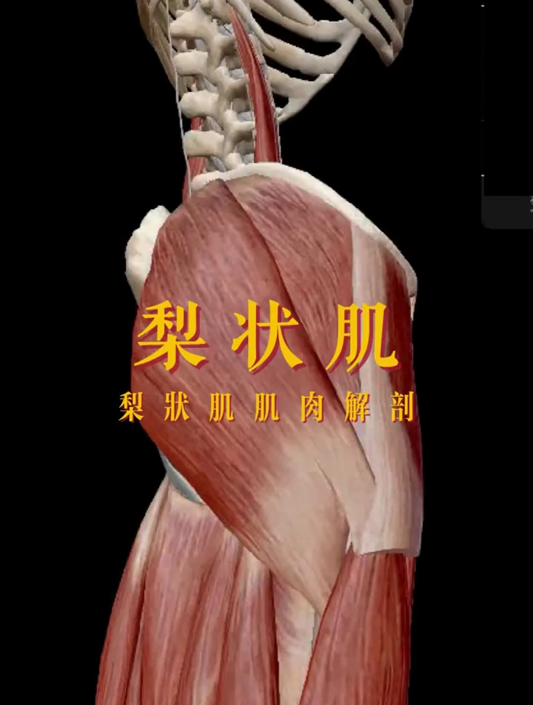 解读人体结构——梨状肌 坐骨神经痛的朋友要注意了