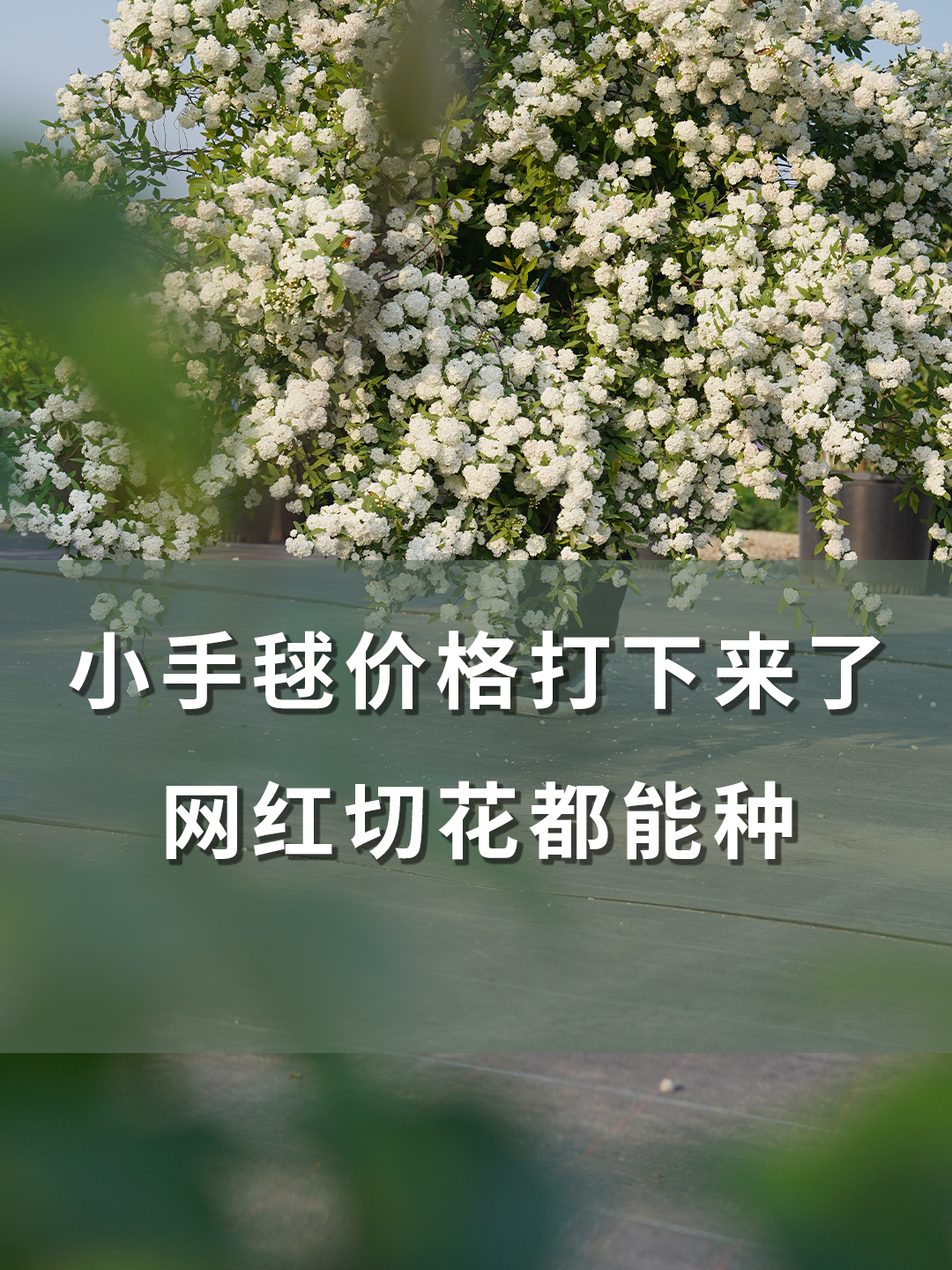 小手毬价格打下来了,网红切花都能种