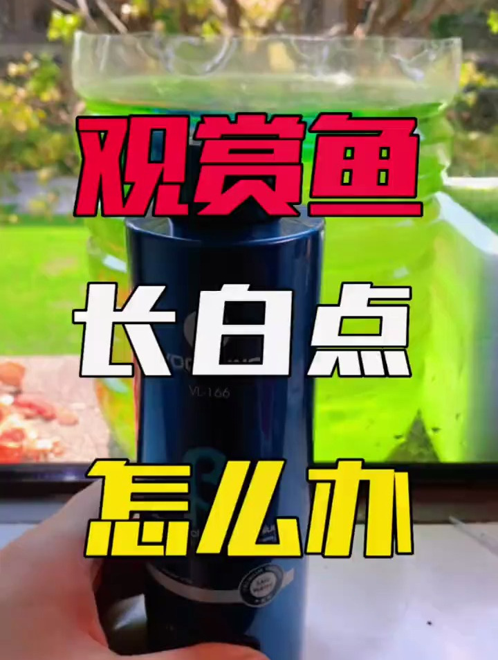 观赏鱼长白点怎么办。分享养鱼知识