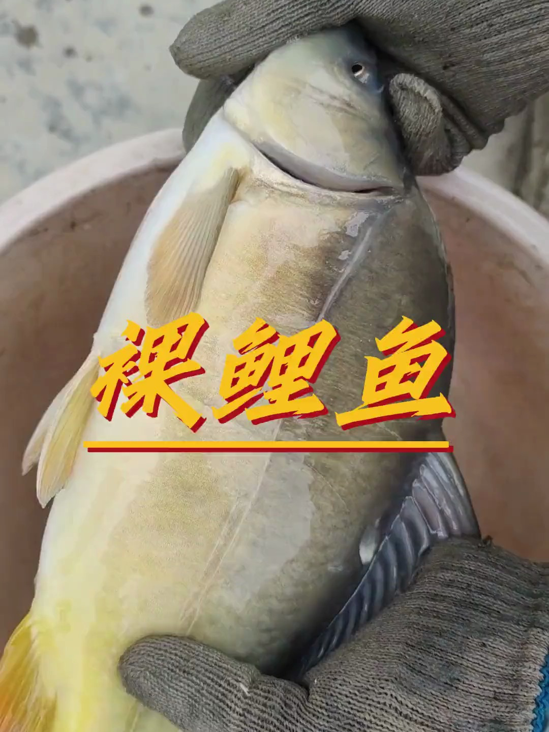 它的肉质非常的细腻,适合老人儿童食用,食材可以用烧烤、红烧