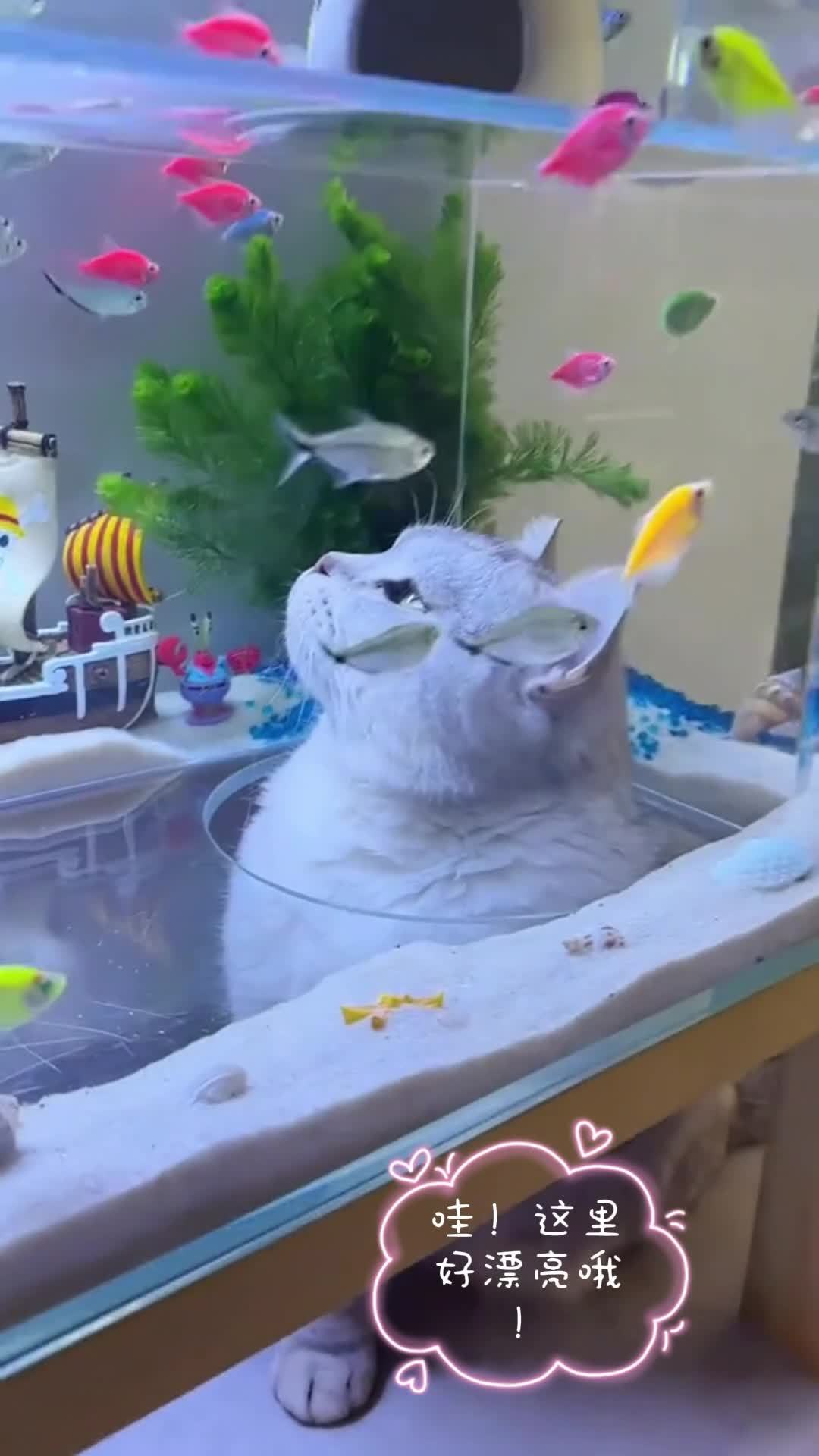 萌猫瞪大眼,鱼缸前静悄悄 萌宠油画定制 家居装饰画