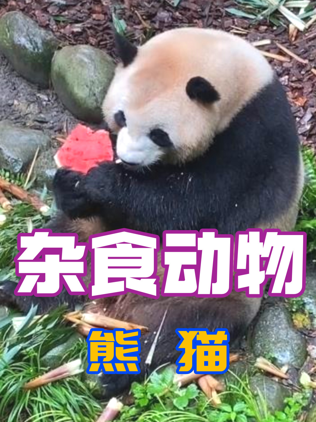 大熊猫是实打实的杂食动物!秦秀上树摘柿子和妹妹一起吃