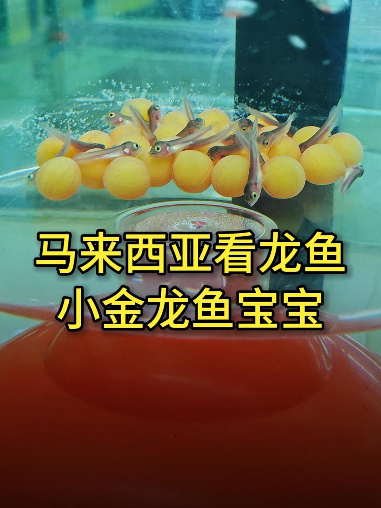 到金龙鱼的原产地马来西亚,看小龙鱼宝宝的生长过程