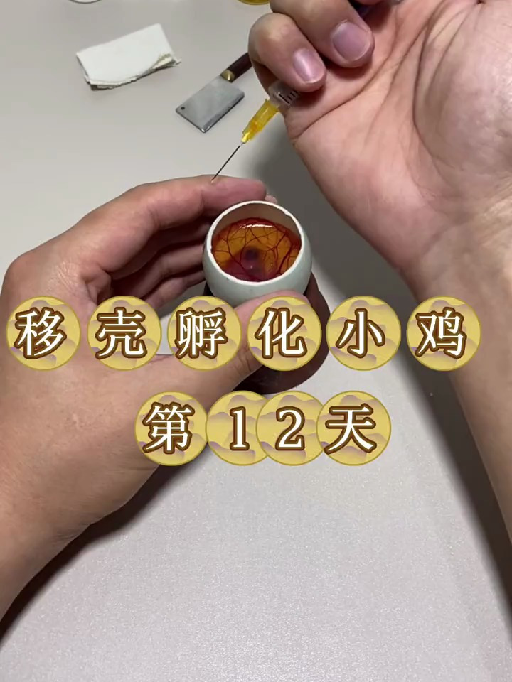移壳孵化小鸡第十二天