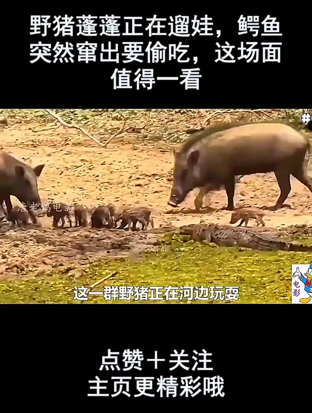 野猪蓬蓬正在遛娃,鳄鱼突然窜出要偷吃,这场面值得一看