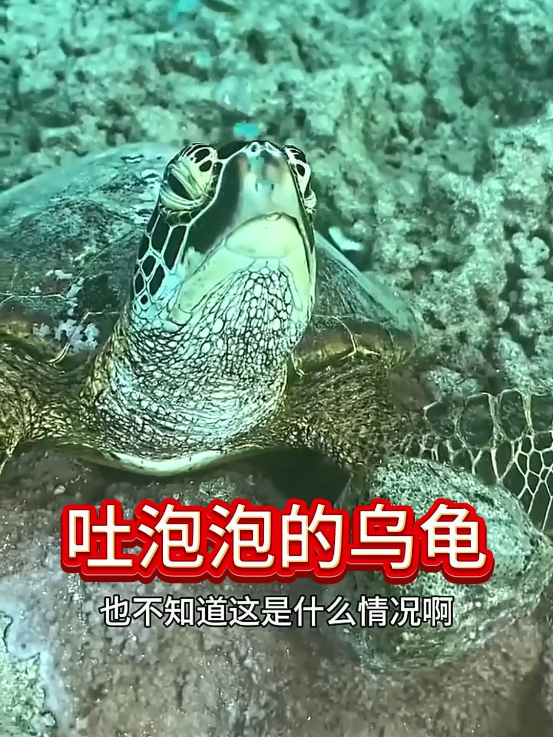 海里的乌龟一直在吐泡泡,这是什么情况啊