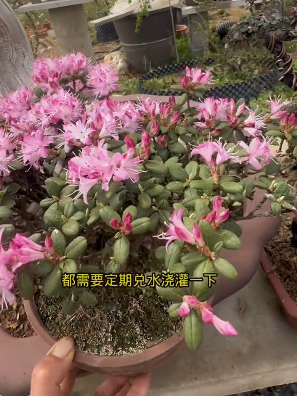 家里的盆景绿植黄叶掉叶,怎么办?