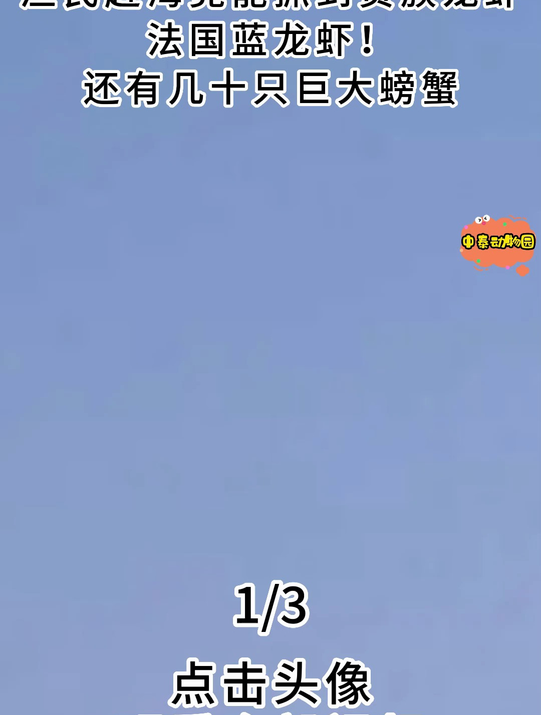 渔民赶海竟能抓到贵族龙虾法国蓝龙虾!还有几十只巨大螃蟹1