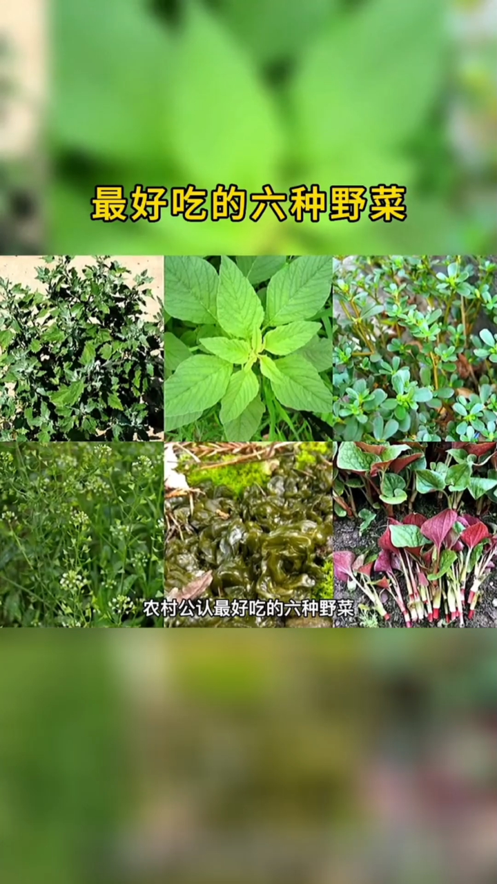 最好吃的六种野菜,你吃过几种?