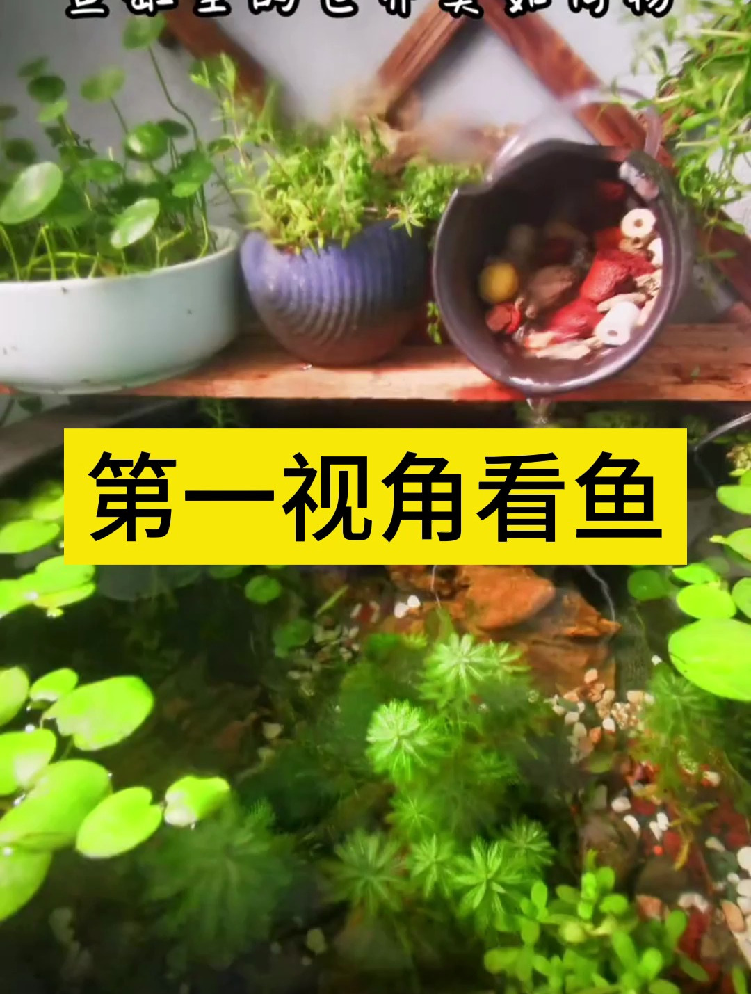 带你第一视角看鱼?鱼儿也太可爱了吧!