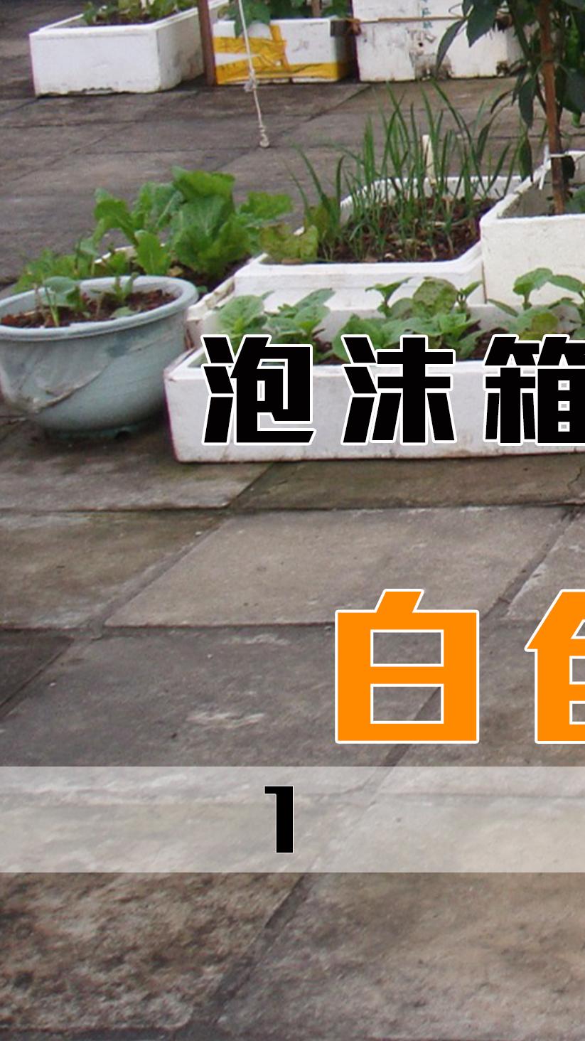泡沫箱里种菜真的会致癌?白色泡沫箱是什么做的,有毒吗?