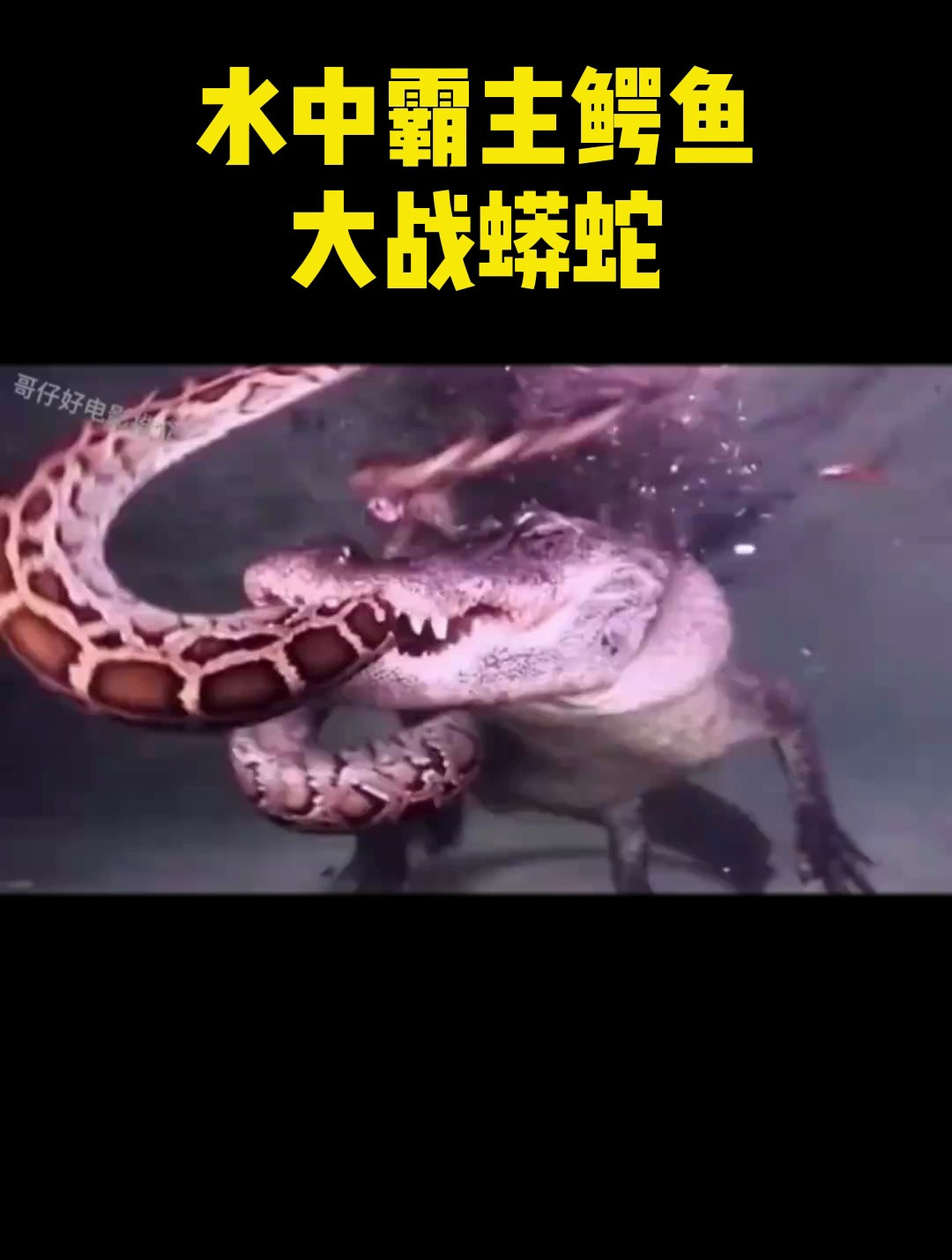 水中霸主鳄鱼大战蟒蛇,给蟒蛇咬的支离破碎