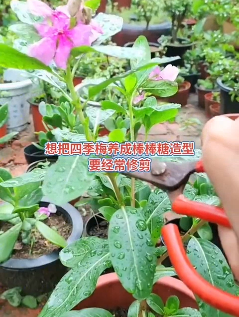 长春花又叫四季梅,想打造棒棒糖造型,从小苗就开始修剪 长春花