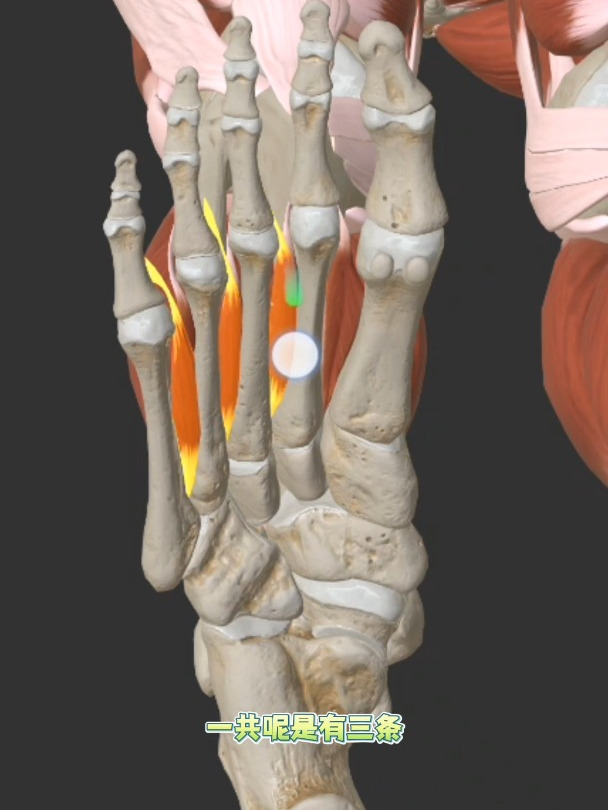 推拿必学肌肉,骨间足底肌功能解剖