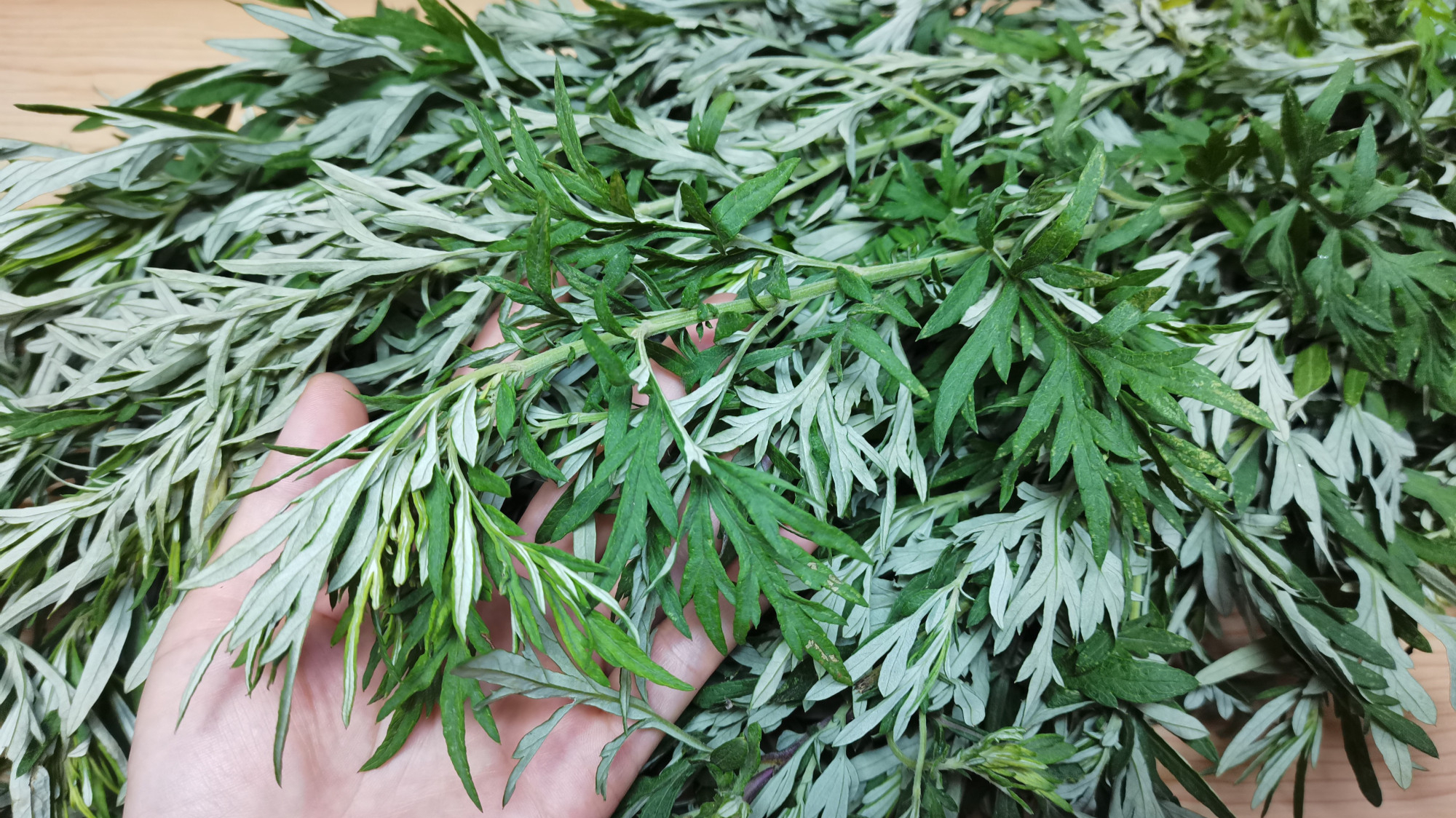 艾草浑身都是宝，益处多好吃解馋，简单易做，实用又养生