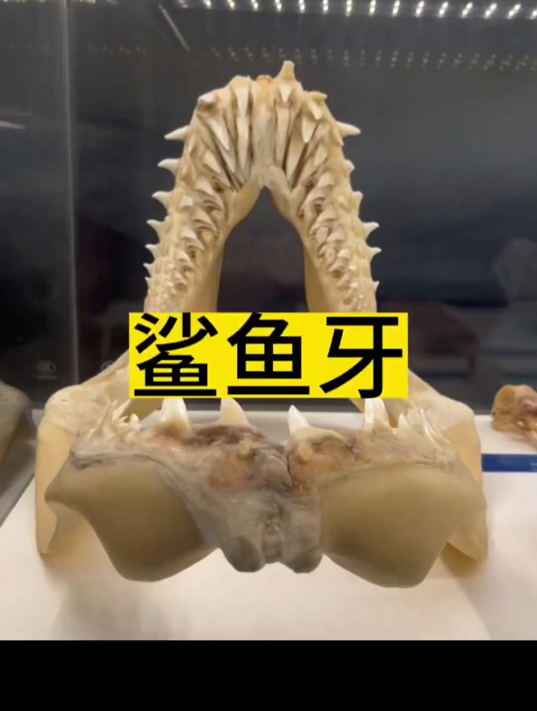 鲨鱼的牙齿是这样的