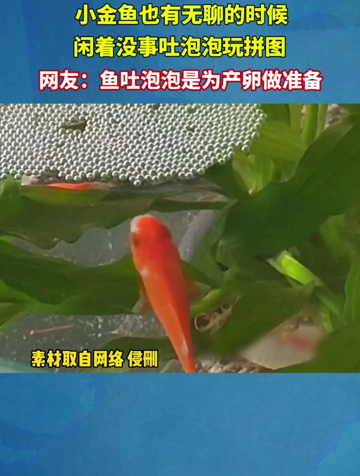 小金鱼闲着没事吐泡泡玩拼图,网友:鱼吐泡泡是为产卵做准备!