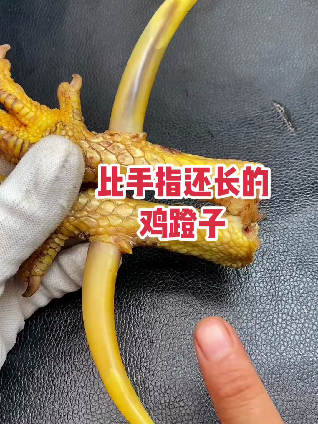 文玩鸡蹬子,有人见过这么长的吗?