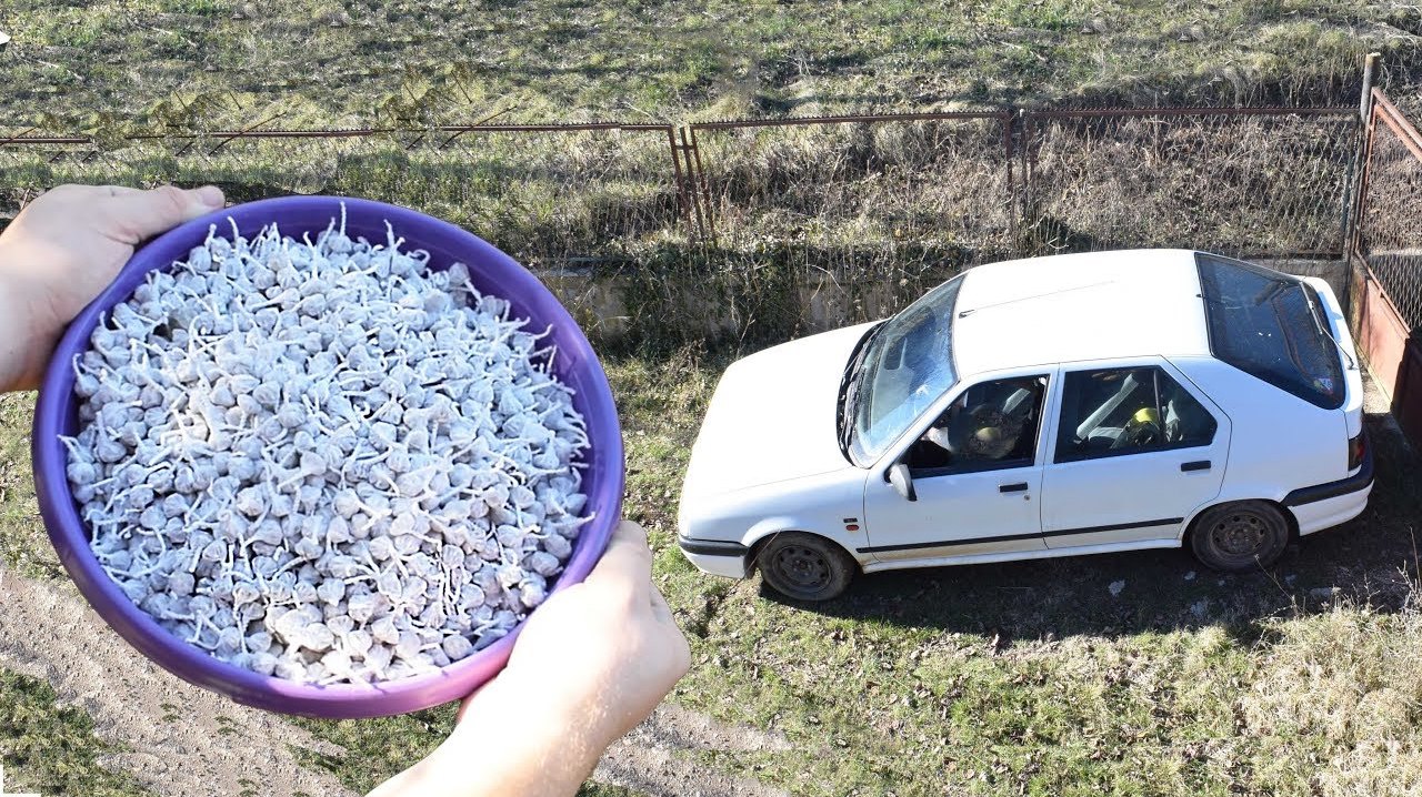 准备一盆小金鱼鞭炮,老外一把扔到汽车车顶,看到结果服气了!