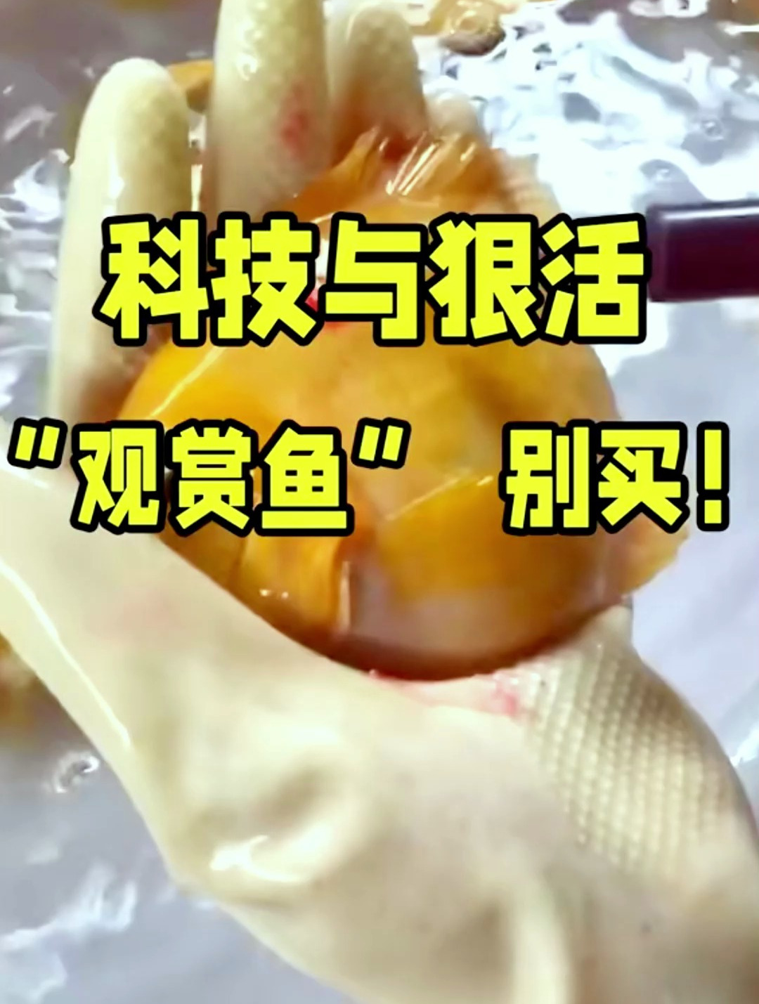 科技与狠活的观赏鱼别买!有哪些鱼是科技鱼你知道吗?