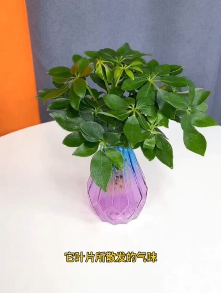 七叶莲又叫鸭脚木,能赏花能泡酒,养护简单好寓意