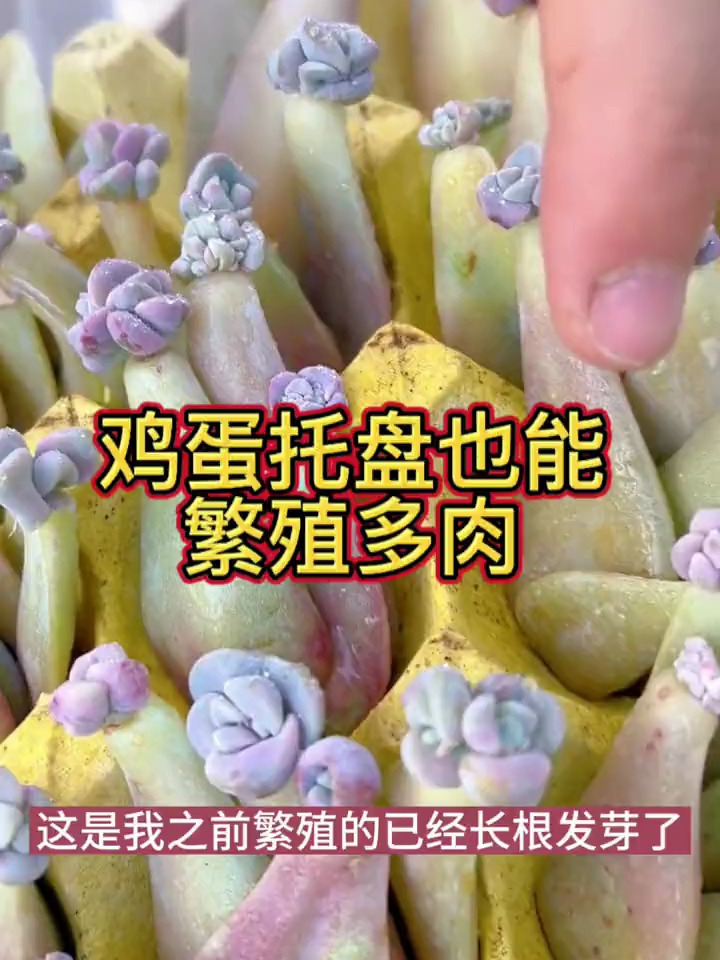 「种植小技巧」家里的鸡蛋托盘千万别扔!它也是繁殖的好道具
