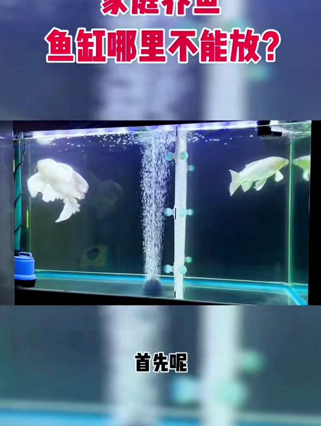 家庭养鱼,鱼缸哪里不能放?给大家总结了几个绝对不能放的位置!