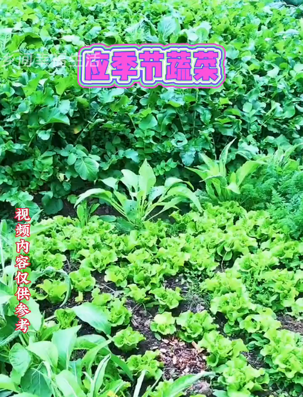 春天夏天秋天冬天,各种蔬菜大集合