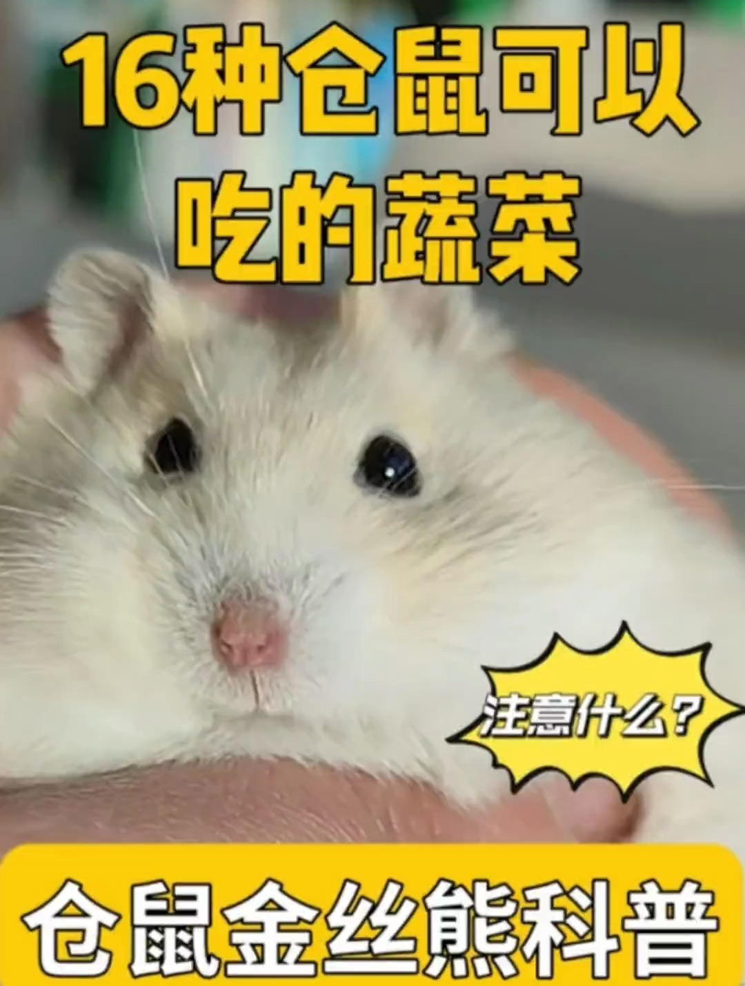 仓鼠吃什么蔬菜?该怎么吃注意事项