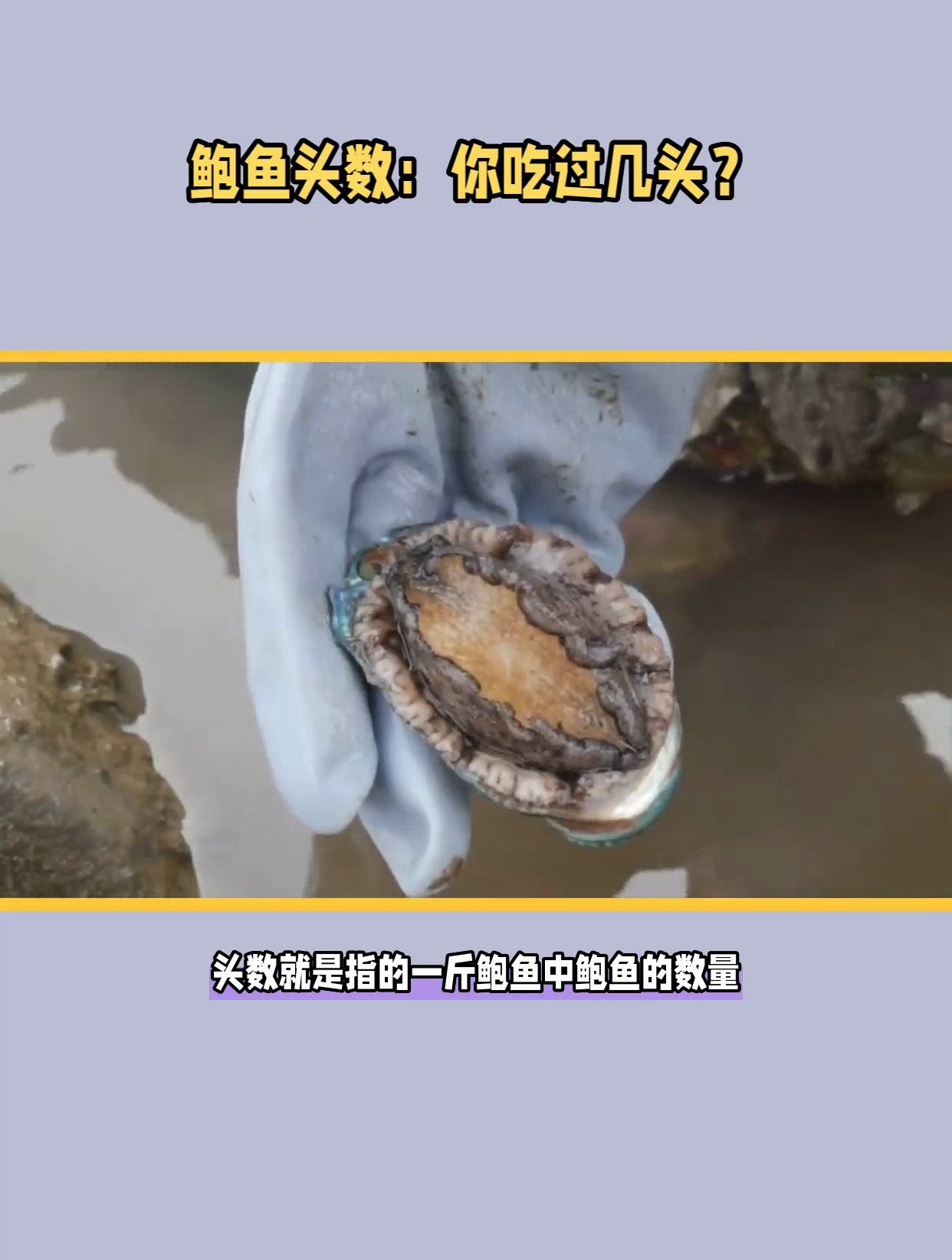 鲍鱼吃过那么多,但你知道怎么区分它是几个头么?