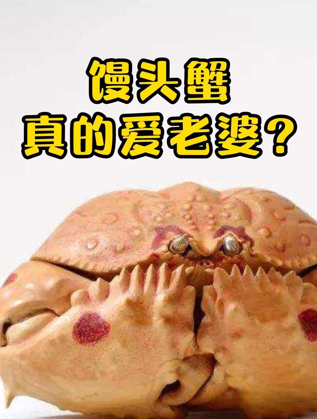 爱抱老婆的馒头蟹,真的爱老婆?