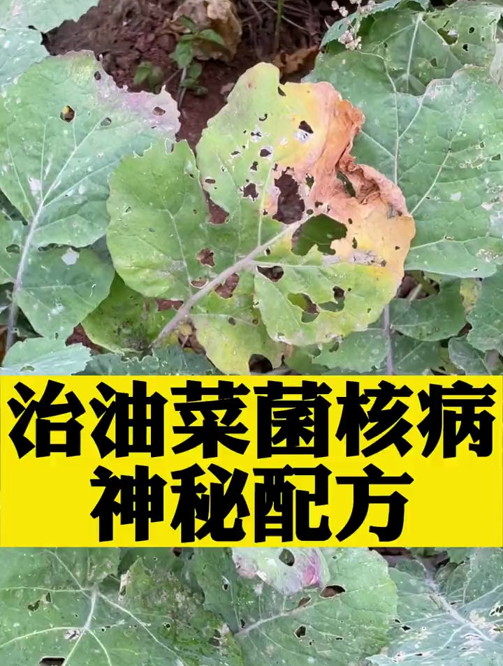 油菜得了菌核病,怎么办?一招轻松解决!