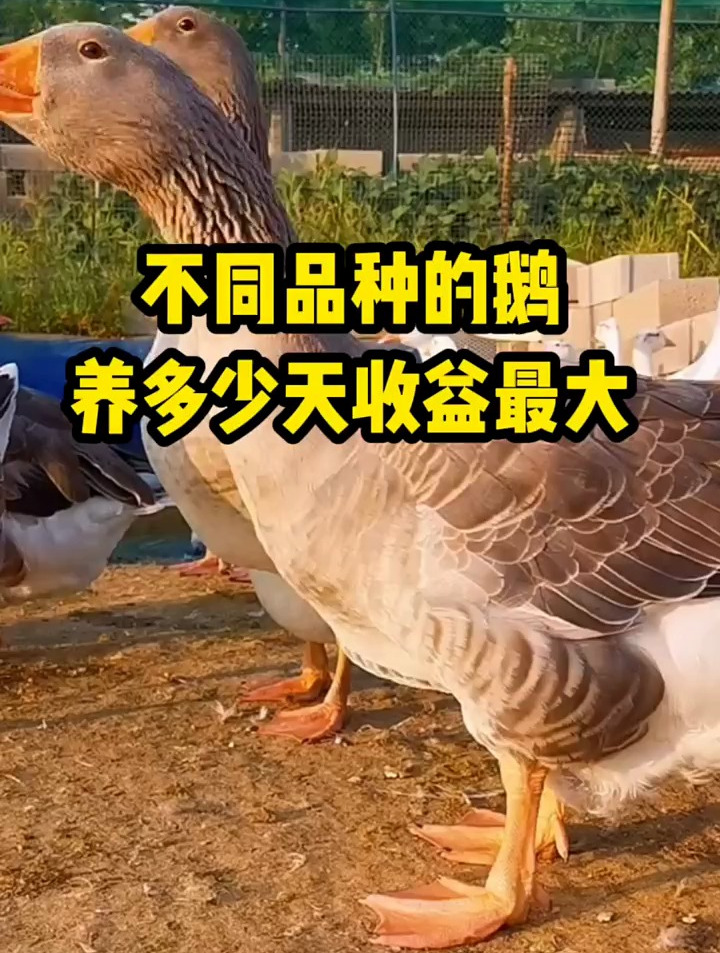 不同品种的鹅,养多少天收益最大?聊聊我的经验
