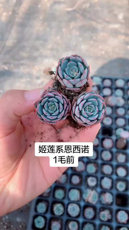姬莲系的恩西诺,已经控养很久咯,状态很不错